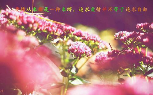 月见草的营养价值与冲泡方式