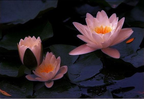 春季食疗润肺止咳