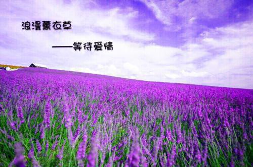 巧用玉米须 屡屡保健康