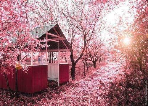 白露节气宜多喝健脾淡粥