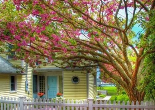 桂花茶除口腔异味