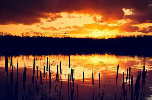 光靠吃素解决不了脂肪肝问题