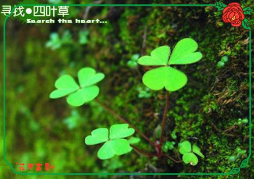 油菜的药用价值