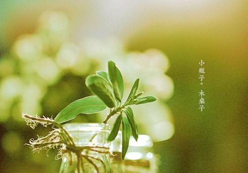 常吃西红柿治十种病