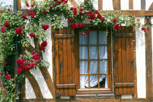 贫血了怎么办？5种食物补血效果好