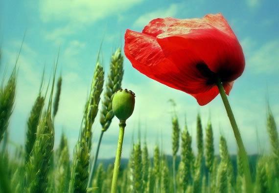 饮食要合理，荤素来搭配