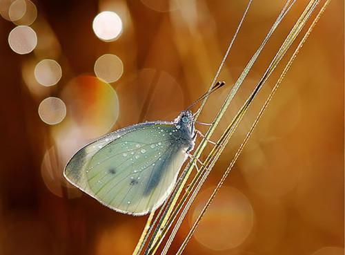 健康食肉 五种肉类帮你养生