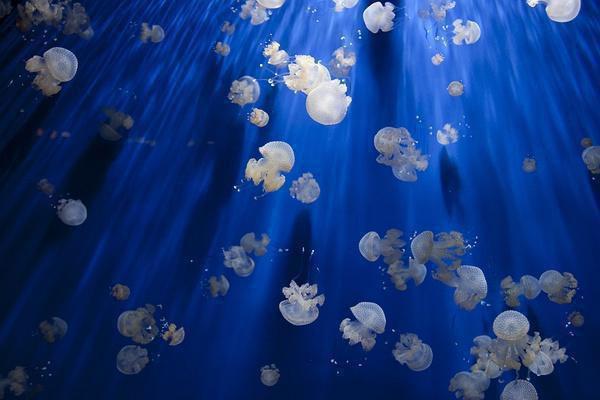 维生素C也有用药禁忌