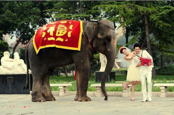 火龙果果肉有不同 2款火龙果美味甜品