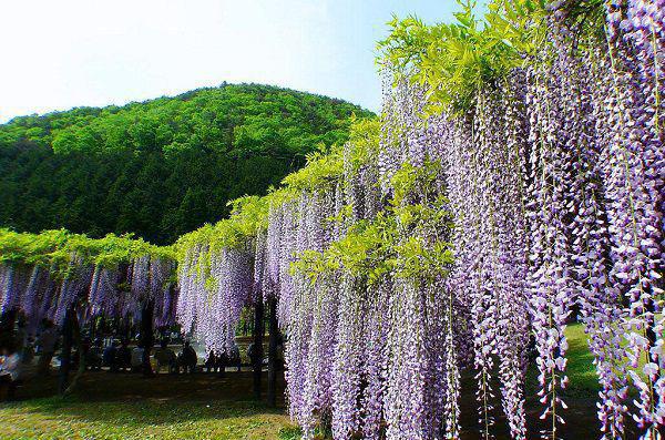 食疗药膳的种类