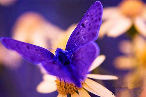 三九严寒推荐10大滋补养生美食