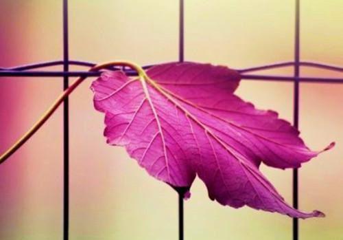 女性痛经 吃3种红色食材能止痛