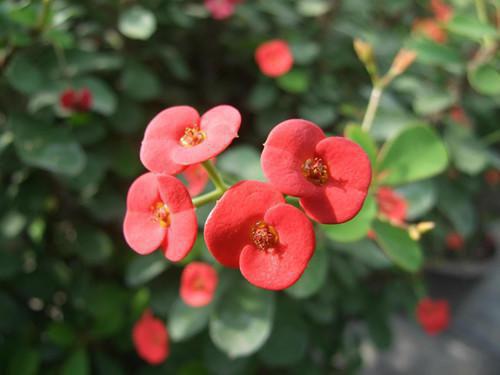 白领的补脑食疗菜谱