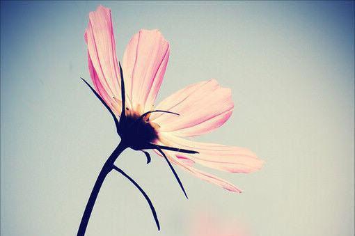 MM五招丰胸食疗法