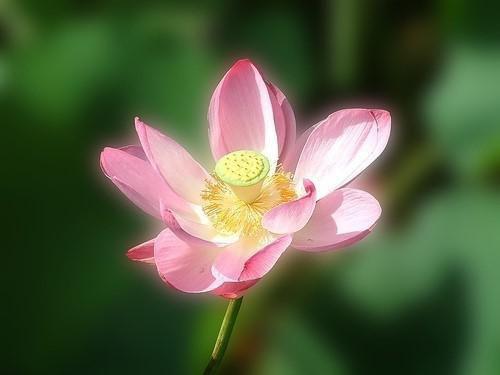 夏季没食欲，吃点酸的真能开胃