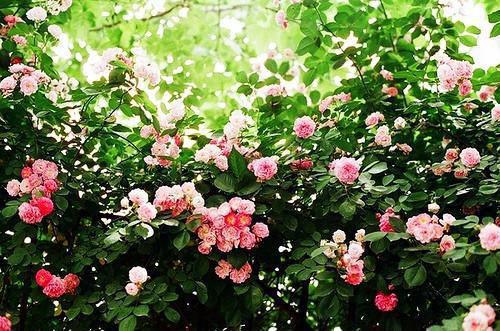 肉末茄子的7种做法，3种营养