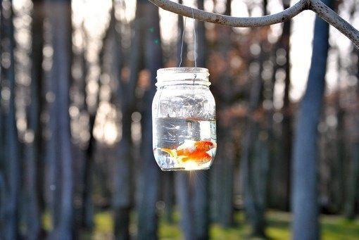 栗子性温适合脾胃虚弱者