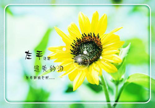 治便秘 清肠排毒“茶疗套餐”