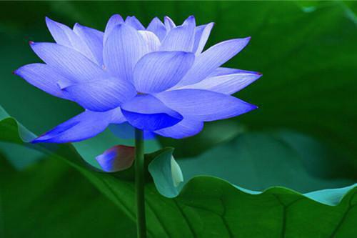 均衡营养是饮食健康的关键