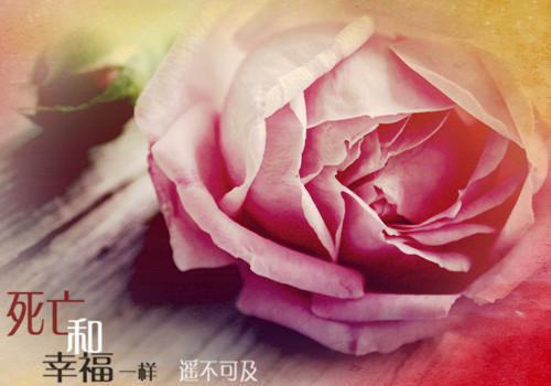 苦菜的药用价值