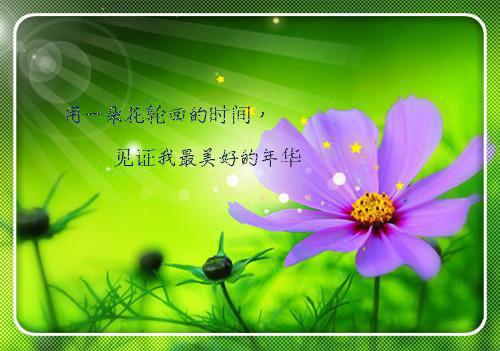 春季养肝喝茶红枣枸杞茶