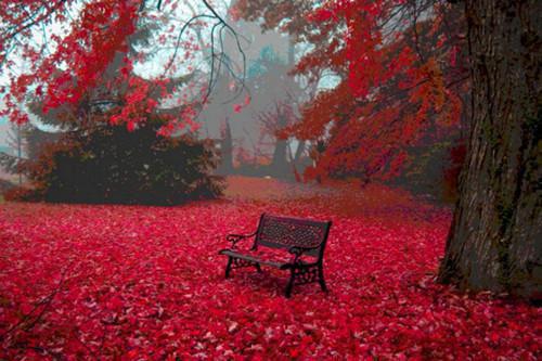 空心菜有通便解毒作用