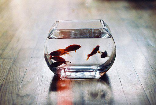 常喝黑米粥，延年益寿养胃还补血