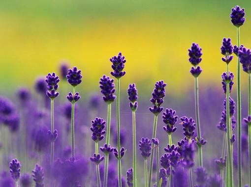 “老寒腿”的冬季食疗