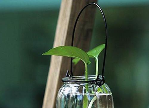 四种方法吃菠菜，营养价值更高