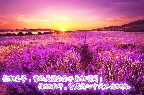 丁香的药用价值