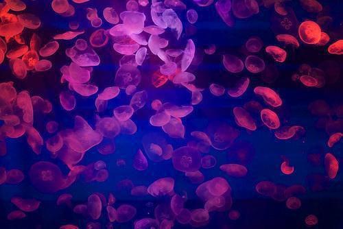 秋天到了要常吃这七个“第一”