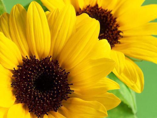 水果降血压会误伤肾脏