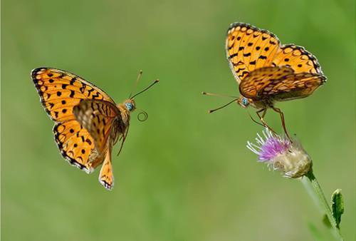 常吃蒜和菌菇可防胃癌