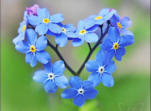 无花果的药用价值