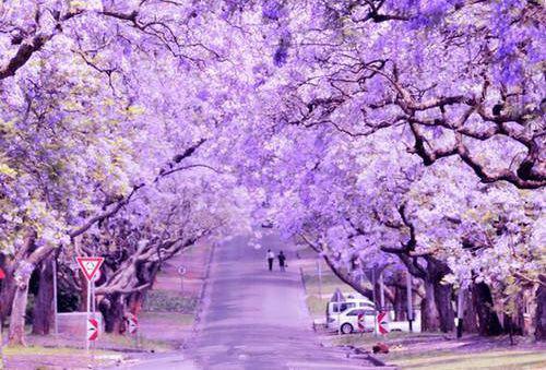 动物血食品的食疗功效