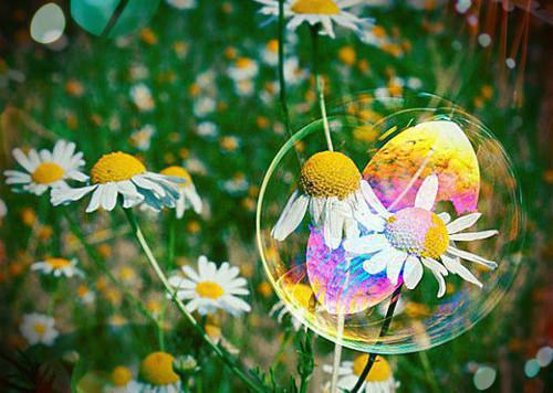 菊花薄荷可治春季"热感冒"