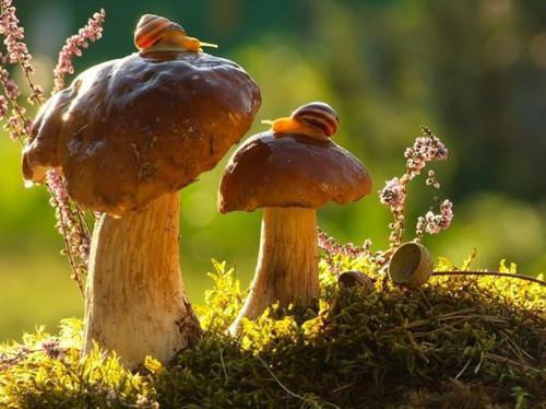 给孩子补补脑 多吃5种食物
