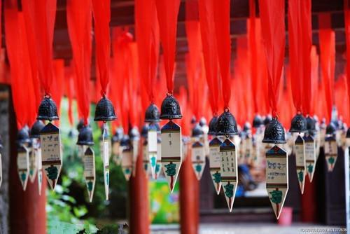 菜心的营养价值与用途