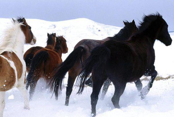 刺猬皮的药用价值