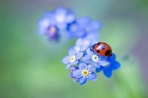 冬季润肺止咳食疗方