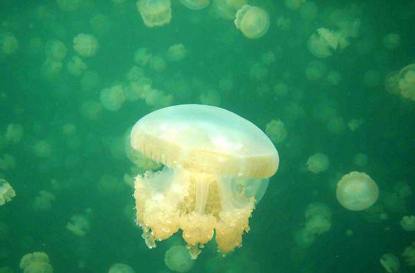 肥牛的营养价值剖析