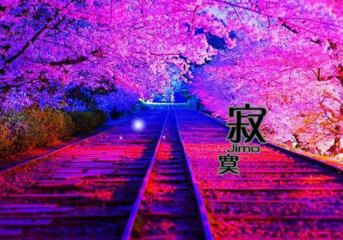 如何用菊花保护双眼