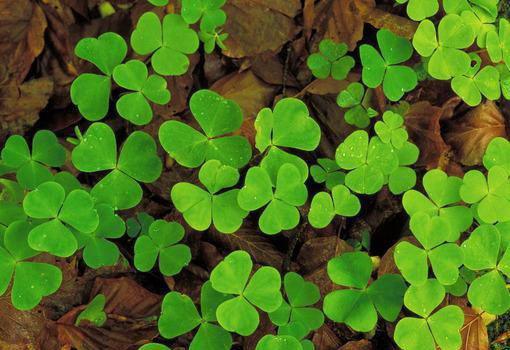 入春后，养好我们的肝胃