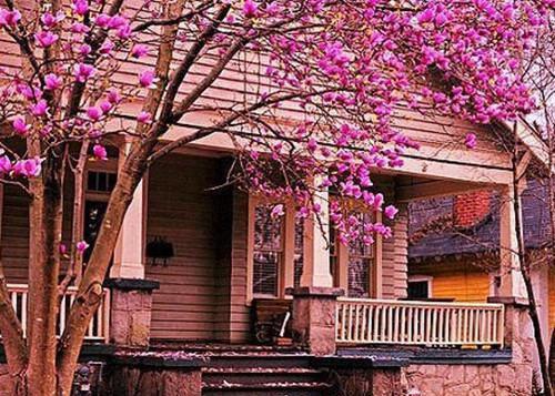 常喝铁观音　养生在身边