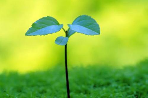 七大补脑营养食品排行