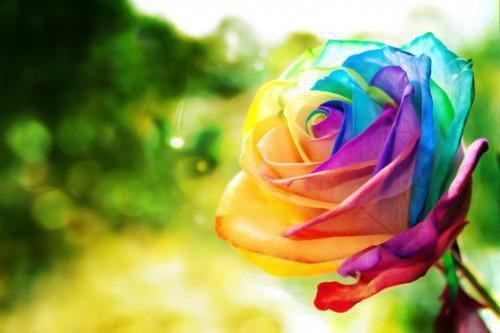 盘点蔓越莓对健康5益处