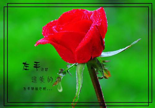 清热解毒的马齿苋 孕妇竟禁食