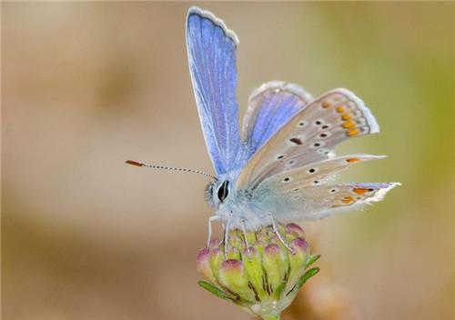 豆腐干营养价值剖析