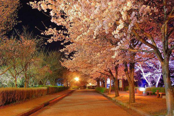 当脂肪肝来敲门，如何科学饮食