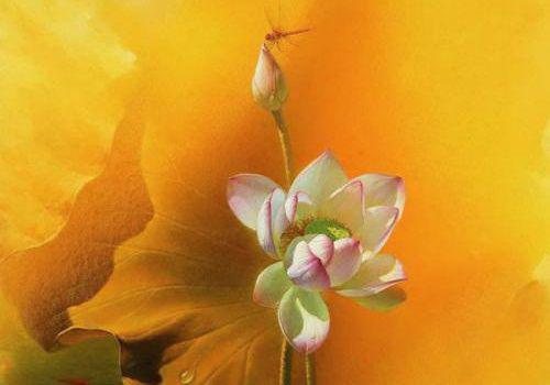 夏季吃人参补肝益肾效果好吗？